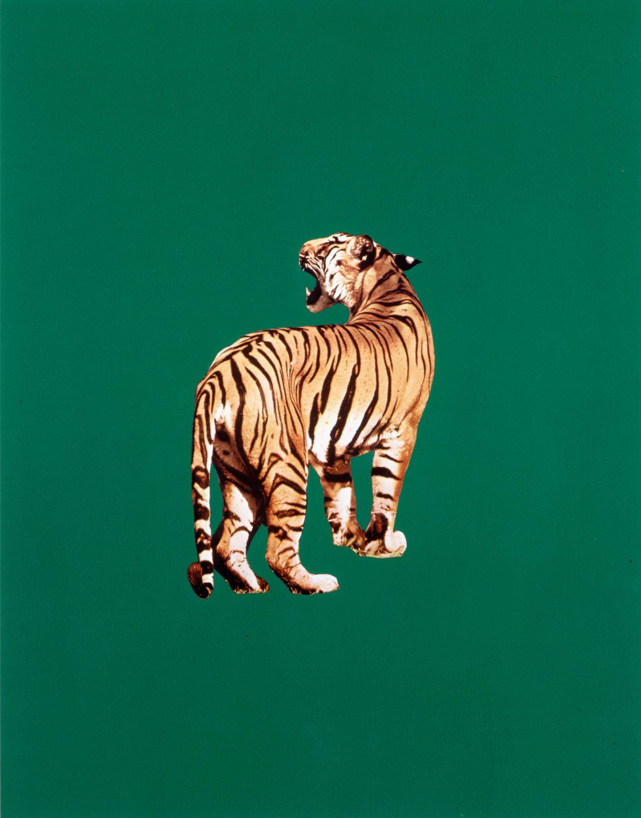 Sarah Charlesworth, Tiger, 1985. Courtesy Estate of Sarah Charlesworth and the Maccarone Gallery